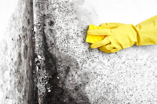 Best Industrial Mold Remediation  in Carolina Beach, NC