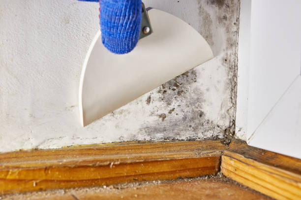 Best HVAC Mold Inspection and Cleaning  in Carolina Beach, NC